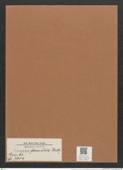 Synedra famelica Kuetz. (de-Toni-Nr.: Genus 66, Species 2604) Zeichnungen Sammlung Grunow Mappe 02823 (Herbarium_W_Grunow_drawings_Folder_02823)